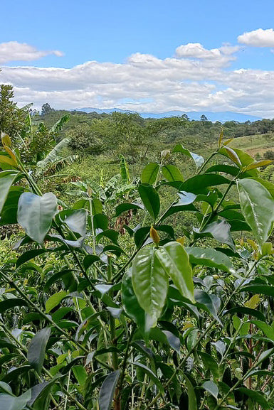 Colombia Decaf Espresso Atunkaa Washed