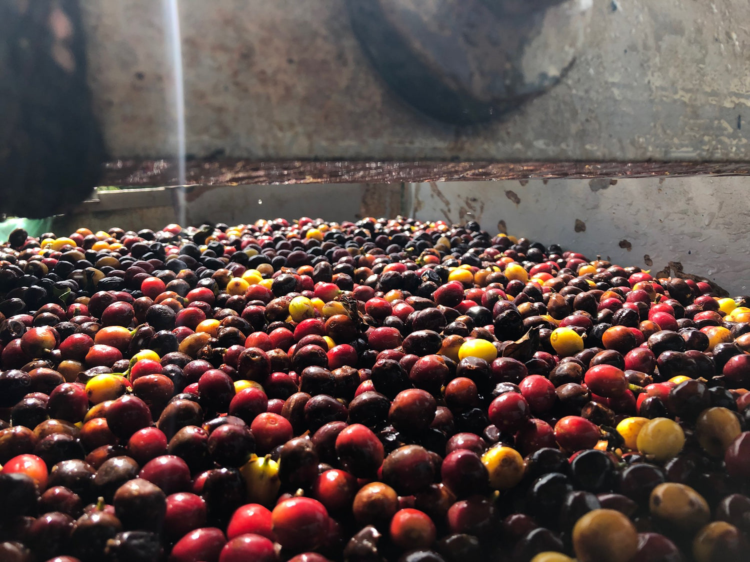 Espresso Classico