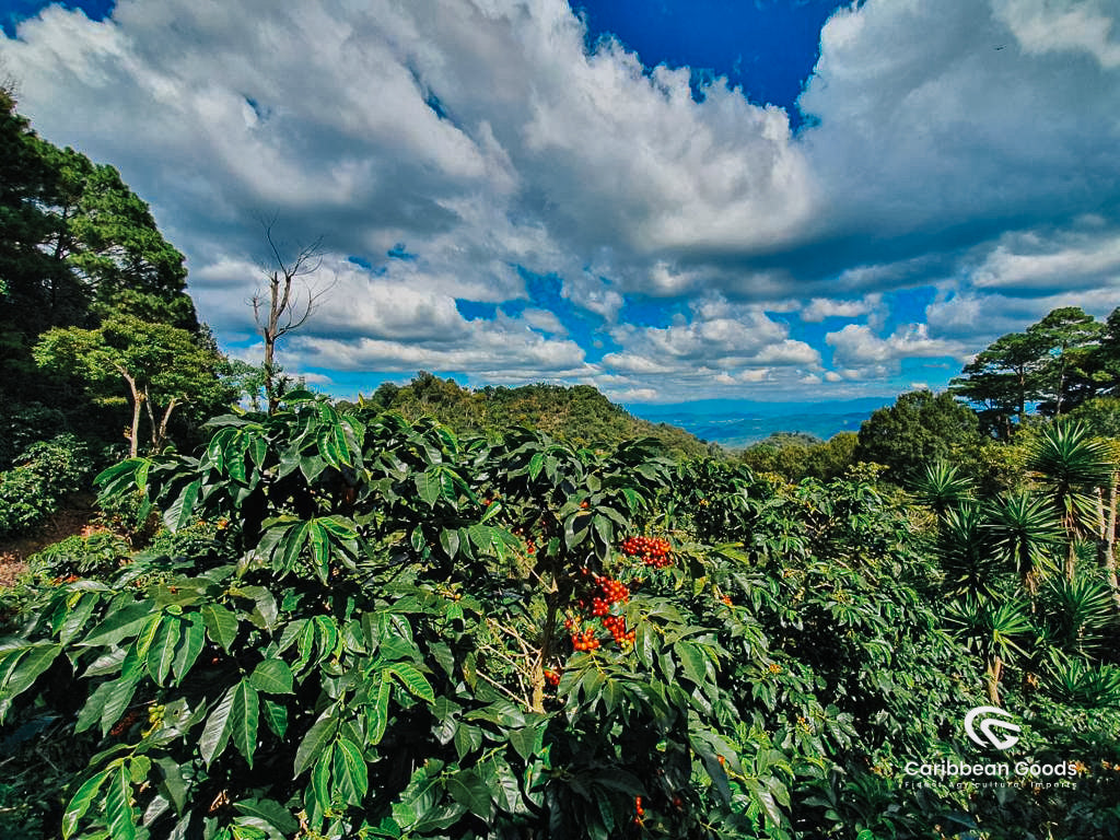 Mountain King Guatemala Amatillo Espresso Micro Lot