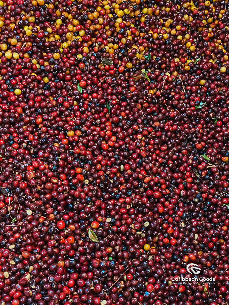 Mountain King Guatemala Amatillo Espresso Micro Lot