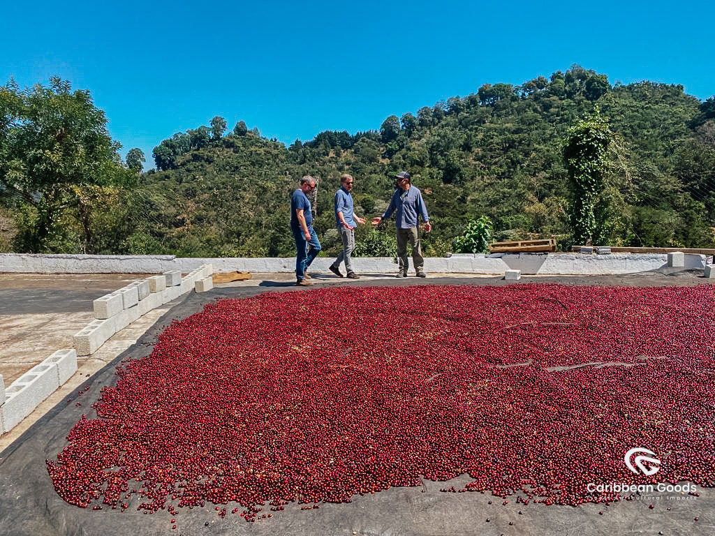 Mountain King Guatemala Amatillo Espresso Micro Lot