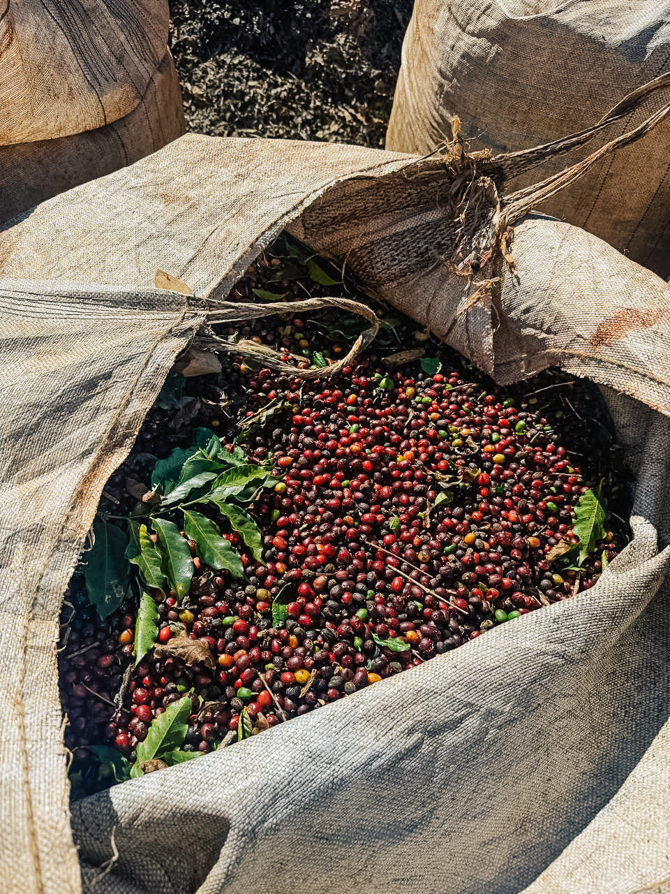 Espresso Classico Fazenda Mutuca