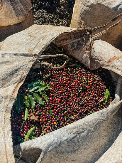 Espresso Classico Fazenda Mutuca