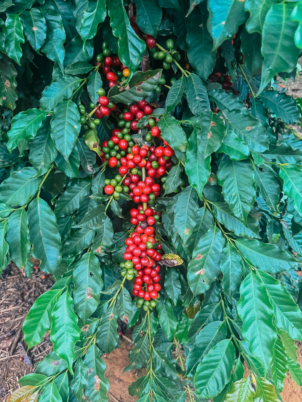 Espresso Classico Fazenda Mutuca