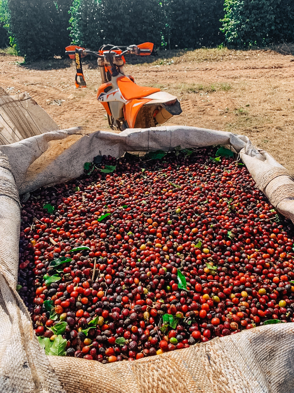 Espresso Classico Fazenda Mutuca
