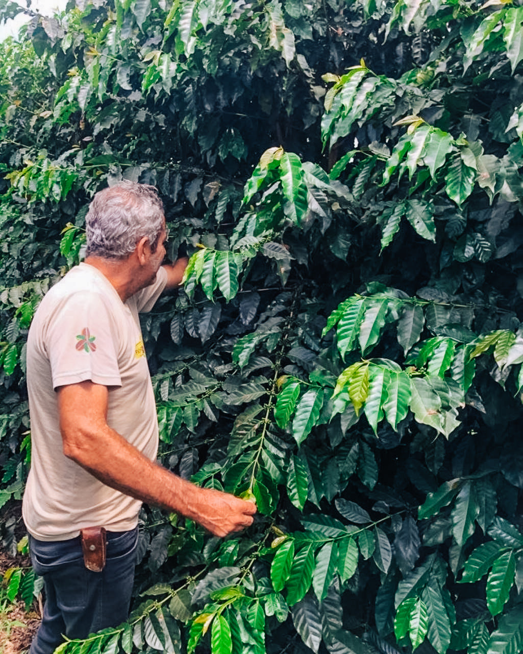 Espresso Classico Fazenda Mutuca