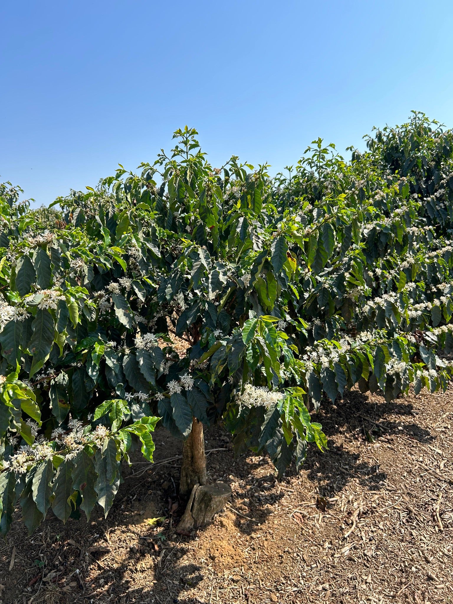 Espresso Classico Fazenda Da Lagoa